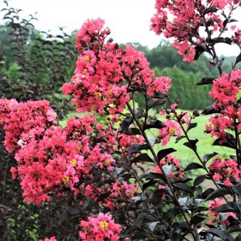 First Editions® Midnight Magic™ Crape Myrtle