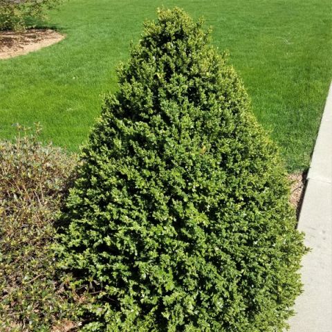 Green Mountain Boxwood Cone Topiary