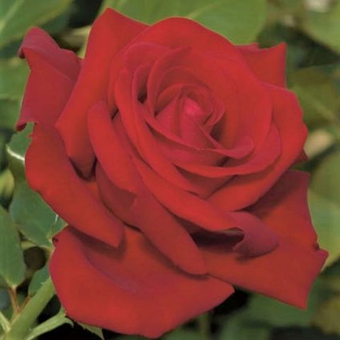 Drop Dead Red™ Rose