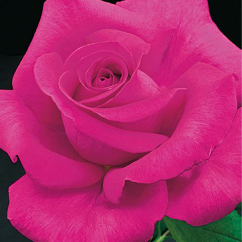 All My Loving Rose