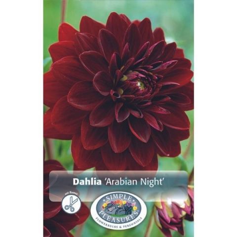 Arabian Night Dahlia
