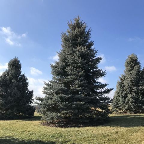 Baker's Colorado Blue Spruce