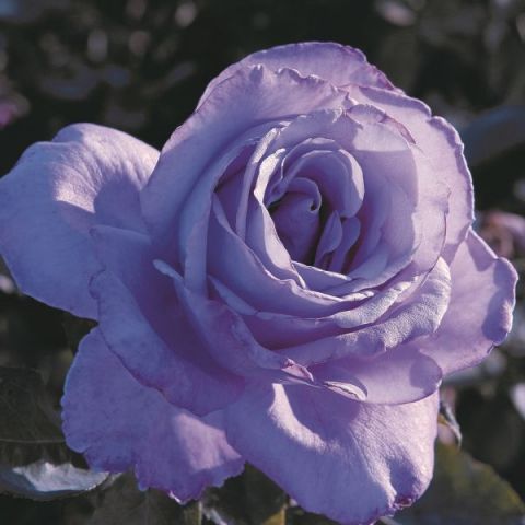 Blue Girl Hybrid Tea Rose