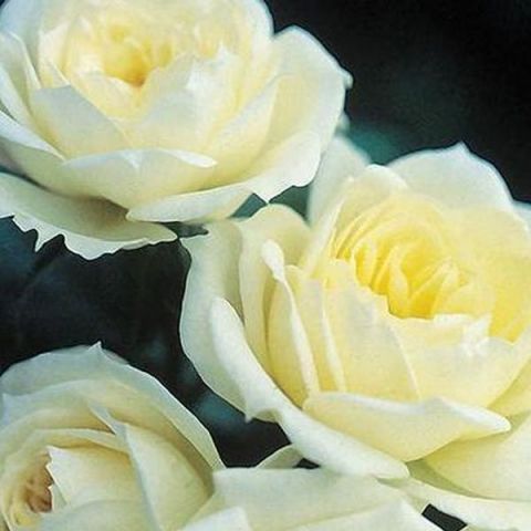 Bridal Sunblaze® Rose
