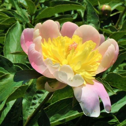 Butter Bowl Peony