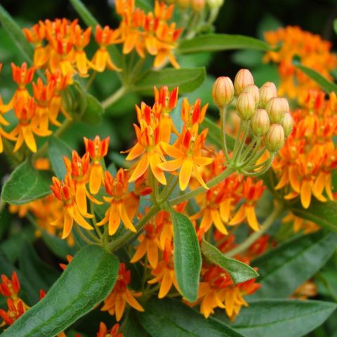 Butterfly Weed Plant