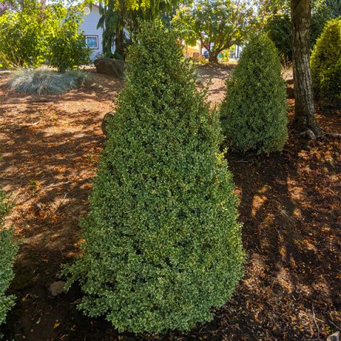 Variegated Boxwood Cone Topiary