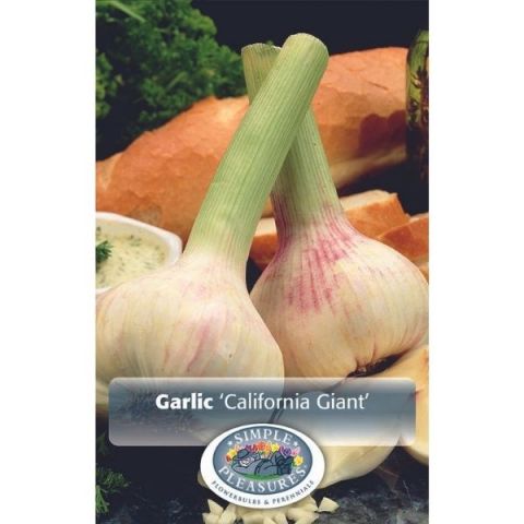 California Giant Garlic