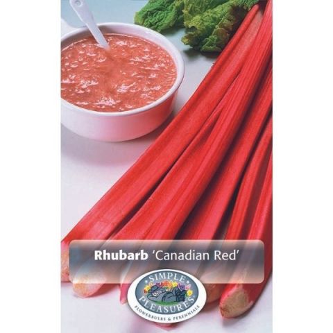 Canadian Red Rhubarb up close