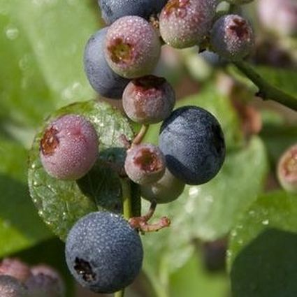 Chippewa Blueberry