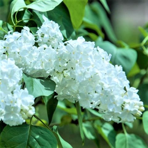 Common White Lilac