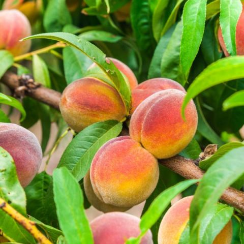 Contender Peach Tree