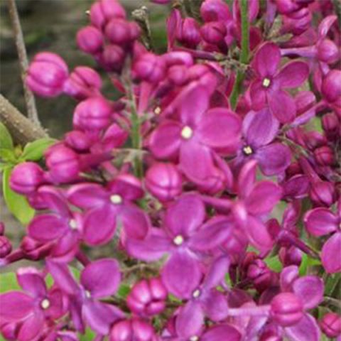 Declaration Lilac