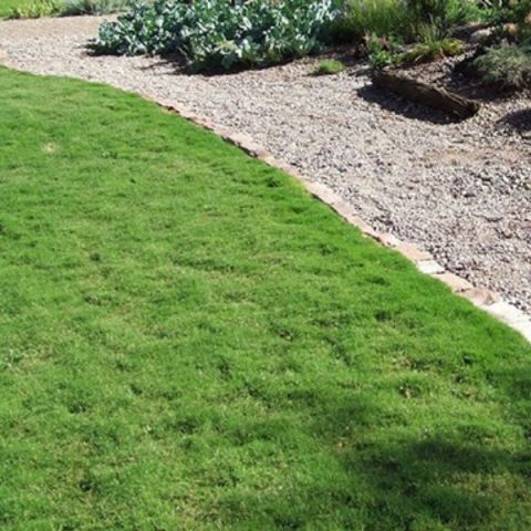 Dog Tuff Bermuda grass with landscape