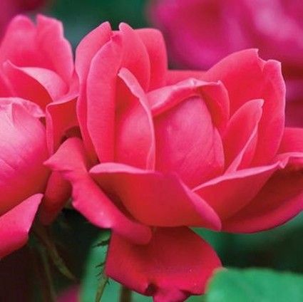 Red Double Knock Out® Rose Shrub