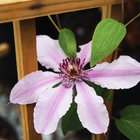 Double Rose™  Clematis