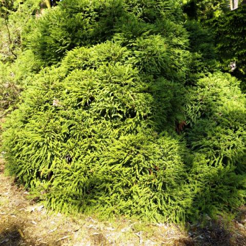 Dwarf Japanese Cedar