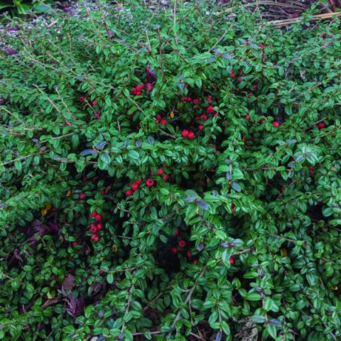 Emerald Beauty™ Cotoneaster