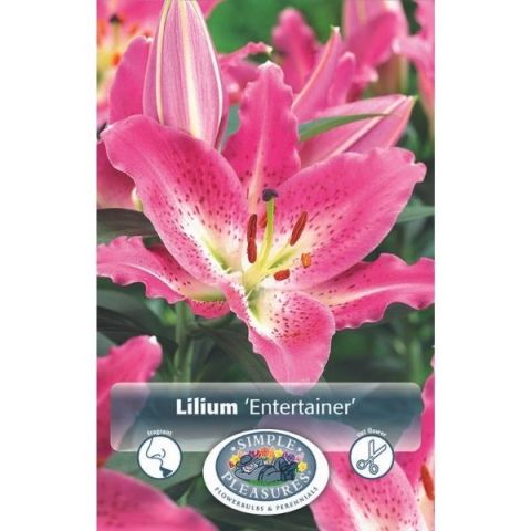 Entertainer Lily