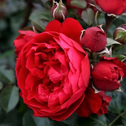Florentina™ Arborose® Climbing Rose