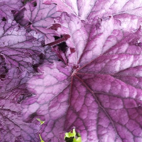 Forever® Purple Coral Bells