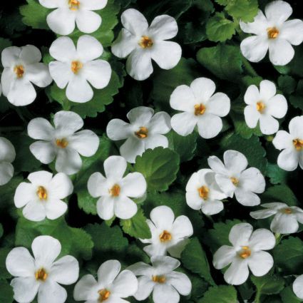 Snowstorm® Giant Snowflake® Bacopa