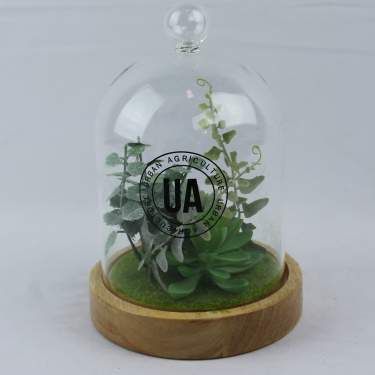Large Glass Dome Succulents