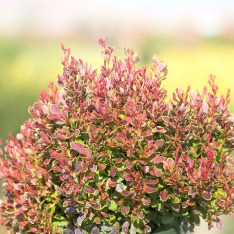 Golden Ruby Barberry