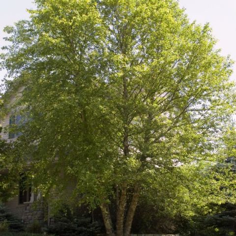 Heritage Birch Tree