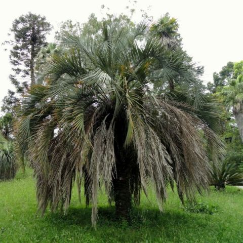 Jelly Palm Tree