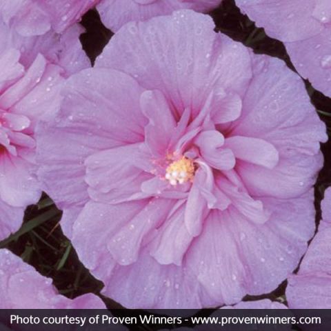 Lavender Chiffon® Rose of Sharon Tree