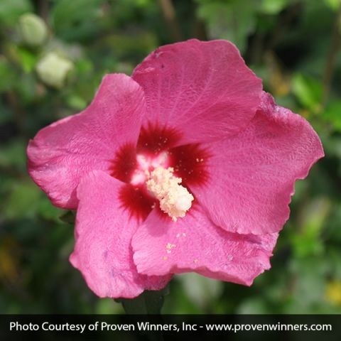 Lil' Kim® Red Rose of Sharon