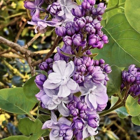 Scentara™ Double Blue Lilac