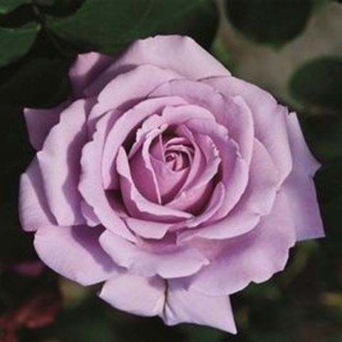 Love Song™ Rose