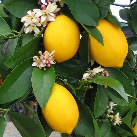Improved Dwarf Meyer Lemon Trees