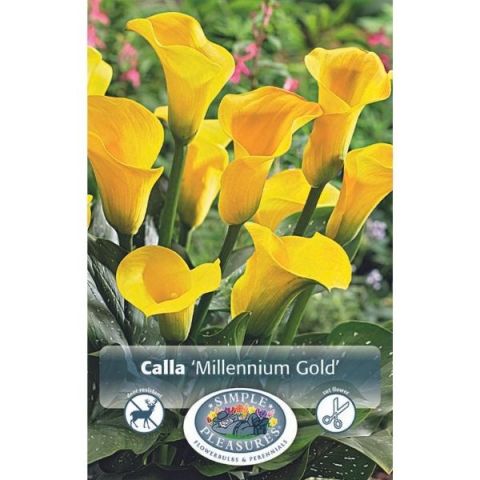 Millennium Gold Calla Lily