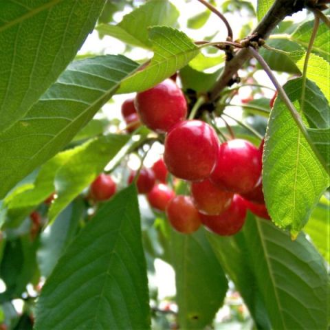 Montmorency Cherry Tree