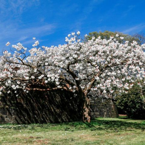Mount Fuji Japanese Flowering Cherry