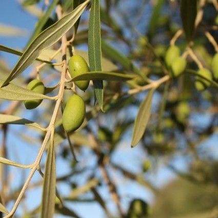 Leccino Olive Tree
