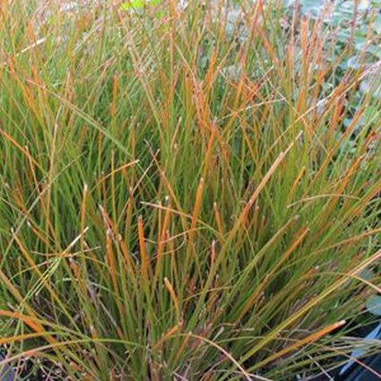 Orange New Zealand Sedge Grass