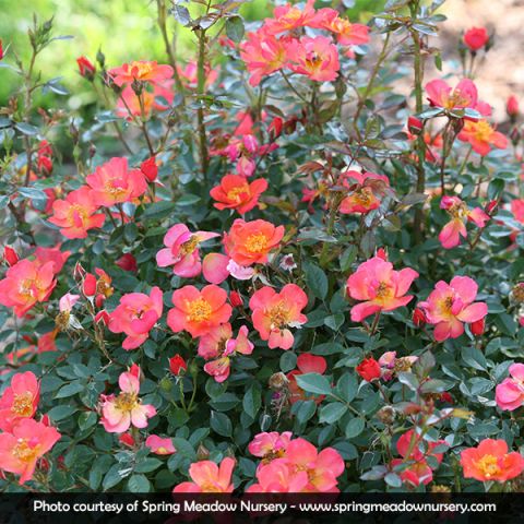 Oso Easy® Hot Paprika® Rose