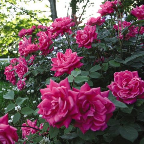 Pink Double Knock Out® Rose Shrub
