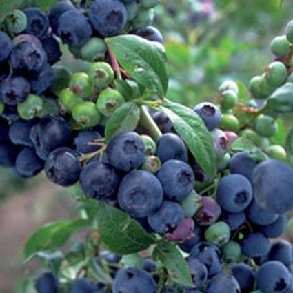 Premier Blueberry