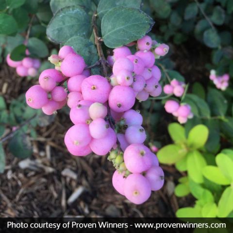 Proven Winners® Color Choice® Proud Berry® Coral Berry