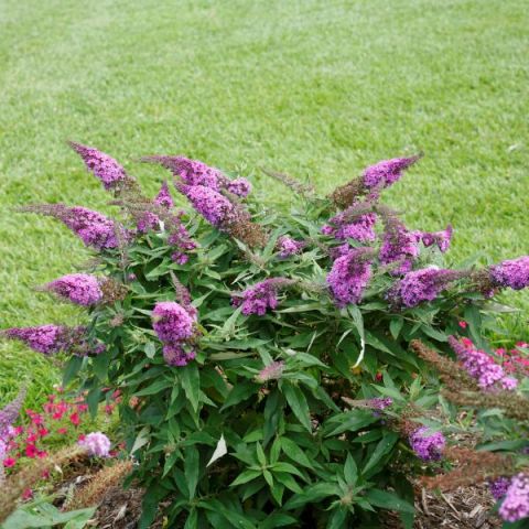 Pugster Periwinkle® Butterfly Bush