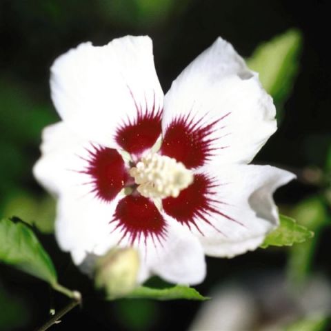 Red Heart Rose of Sharon