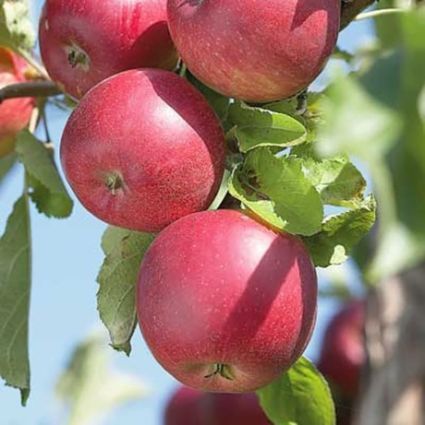 Red Jonathan Apple Tree