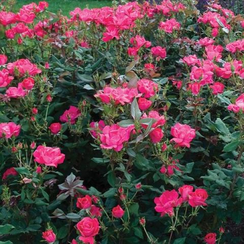 Red Knock Out® Rose Shrub