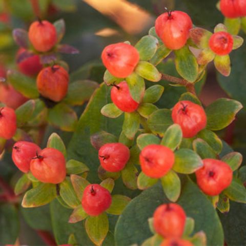 First Editions® Red Star Hypericum