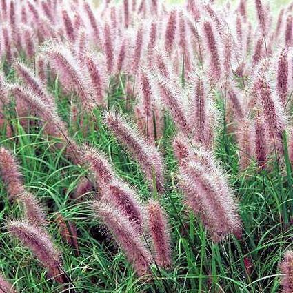Redhead Fountain Grass